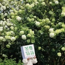 海蒂和噜噜的花园 - 成都市旅游 缩略图 5