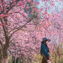 郑和公园 - 昆明市旅游 缩略图 5