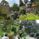 华南国家植物园 - 广州旅游 缩略图 8