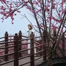 音乐·百花谷 - 成都市旅游 缩略图 7