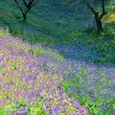 虎丘山风景名胜区 - 苏州市旅游 缩略图 3