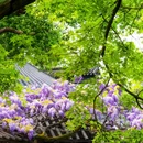 狮子林景区 - 苏州市旅游 缩略图 4