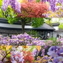 狮子林景区 - 苏州市旅游 缩略图 3