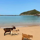 湄洲岛 - 莆田市旅游 缩略图 5