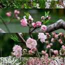 蜀冈瘦西湖风景名胜区 - 扬州市旅游 缩略图 3