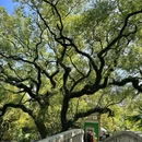 南风古灶 - 佛山市旅游 缩略图 7