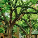 中山大学(广州校区南校园)北门广场 - 广州市旅游 缩略图 9