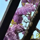狮子林景区 - 苏州市旅游 缩略图 5