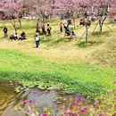 萝岗香雪公园 - 广州市旅游 缩略图 5