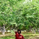 萝岗香雪公园 - 广州市旅游 缩略图 3