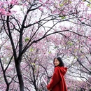 萝岗香雪公园 - 广州市旅游 缩略图 6