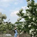 四川义合汇锦园林景观工程有限公司 - 成都旅游 缩略图 9