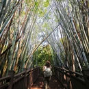 长岭国家登山健身步道 - 广州市旅游 缩略图 5