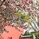 天坛公园 - 北京市旅游 缩略图 2