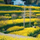 灵山村 - 黄山市旅游 缩略图 5