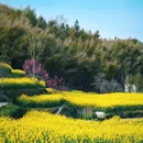 灵山村 - 黄山市旅游 缩略图 7