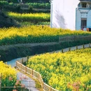 灵山村 - 黄山市旅游 缩略图 8