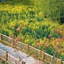 灵山村 - 黄山市旅游 缩略图 6