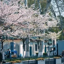 和平公园 - 南京市旅游 缩略图 4