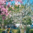 和平公园 - 南京市旅游 缩略图 6