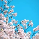 樱花大道 - 南京市旅游 缩略图 5