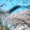 樱花大道 - 南京市旅游 缩略图 3