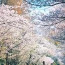 樱花大道 - 南京市旅游 缩略图 1