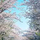 樱花大道 - 南京市旅游 缩略图 2