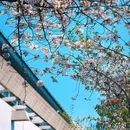 樱花大道 - 南京市旅游 缩略图 7