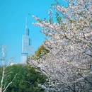 樱花大道 - 南京市旅游 缩略图 6