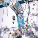 樱花大道 - 南京市旅游 缩略图 9