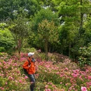 深圳市梧桐山风景名胜区 - 深圳市旅游 缩略图 3