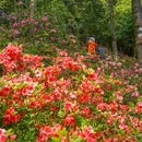深圳市梧桐山风景名胜区 - 深圳市旅游 缩略图 8