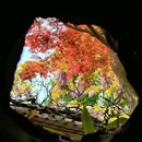 狮子林景区 - 苏州旅游 缩略图 4