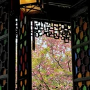 狮子林景区 - 苏州旅游 缩略图 5