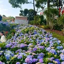 漫花庄园 - 成都旅游 缩略图 9