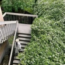 四川大学望江校区北大门 - 成都市旅游 缩略图 8