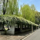 四川大学望江校区北大门 - 成都市旅游 缩略图 6