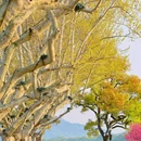 杭州西湖风景名胜区-西泠桥 - 杭州市旅游 缩略图 2