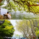 杭州西湖风景名胜区-西泠桥 - 杭州市旅游 缩略图 3