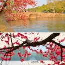 杭州西湖风景名胜区-西泠桥 - 杭州市旅游 缩略图 4
