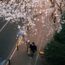 东京 - 日本旅游 缩略图 9