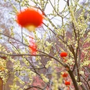 东湖听涛景区 - 武汉市旅游 缩略图 4