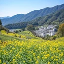 婺女洲度假区 - 上饶旅游 缩略图 4