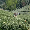 拔山村村委会 - 杭州市旅游 缩略图 6