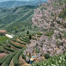 拔山村村委会 - 杭州市旅游 缩略图 7