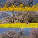 嘎拉桃花园 - 林芝市旅游 缩略图 2