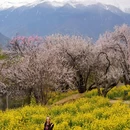 嘎拉桃花园 - 林芝市旅游 缩略图 4