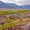 嘎拉桃花园 - 林芝市旅游 缩略图 3