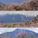 嘎拉桃花园 - 林芝市旅游 缩略图 5